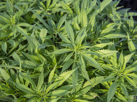 Genève veut lancer un essai pilote de vente régulée de cannabis