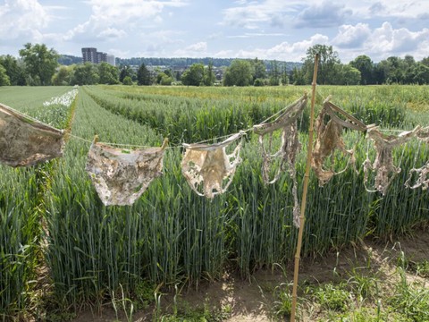 Des slips montrent que l'humus aide à lutter contre la sècheresse