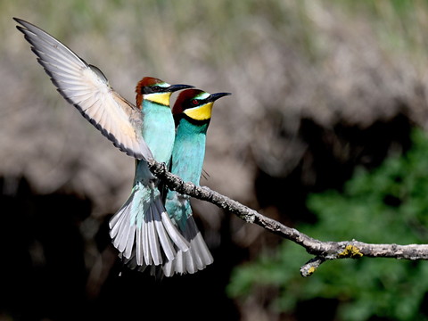 La situation se dégrade pour les oiseaux dans le monde