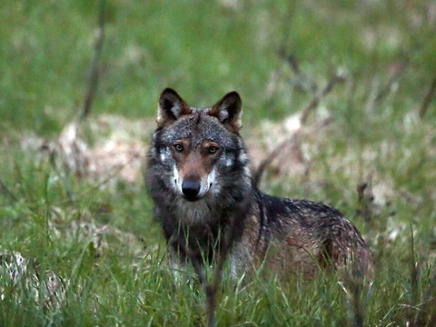 Le Conseil des Etats pour une régulation plus flexible des loups