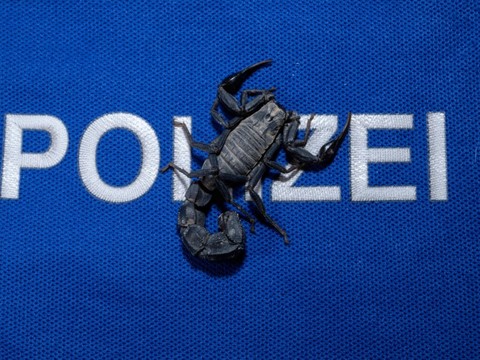 Une Zurichoise ramène un scorpion dans ses bagages