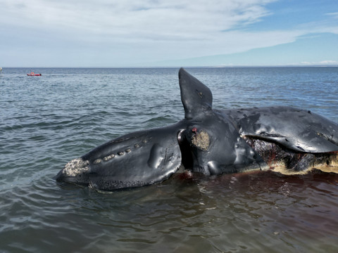 Morts en série de baleines australes, une micro-algue suspectée
