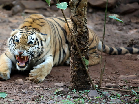 Un tigre 