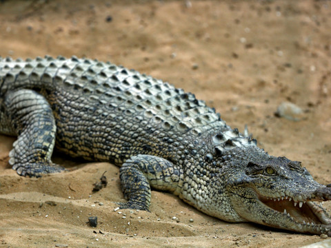 Funérailles religieuses pour un crocodile 