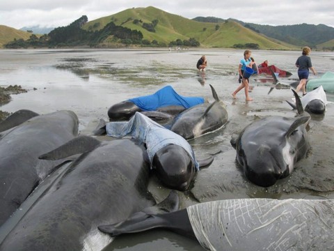 Environ 500 dauphins-pilotes sont morts échoués en Nouvelle-Zélande