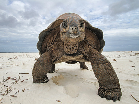 Le génome de la tortue géante des Seychelles séquencé