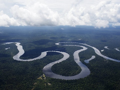 Près de 70% de la faune sauvage a disparu depuis 1970, selon le WWF