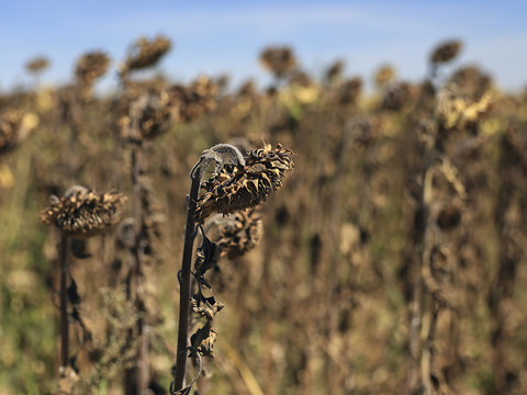 Le réchauffement climatique en France s'annonce pire que prévu