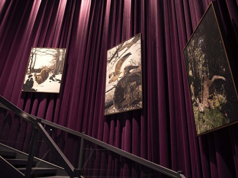 Muséum: un déménagement de collections, thème d'une nouvelle expo