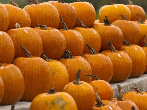 La surface de culture des citrouilles a presque triplé depuis 2009