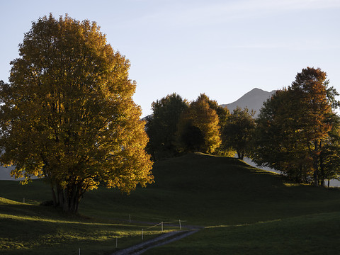 Phénomènes exceptionnels observés sur la végétation en Suisse