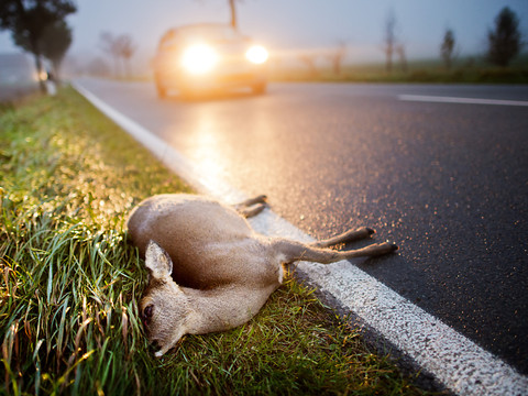 Risque accru de collision avec des animaux sauvages
