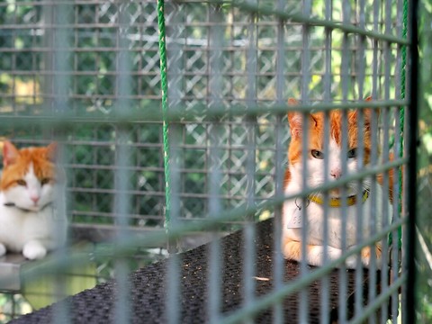 Euthanasies de chats: le Ministère public n'entre pas en matière