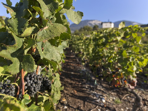 Le Grand Prix du vin Suisse remporté par une cave valaisanne