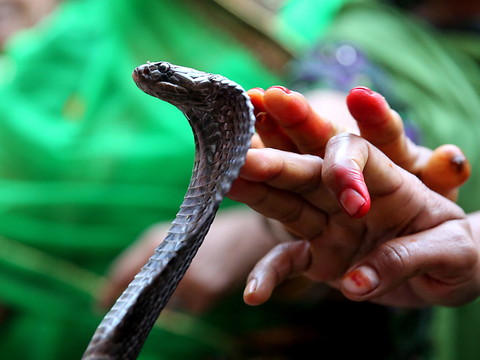 Le cobra Houdini a regagné son enclos dans un zoo suédois