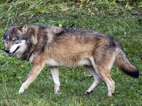 Les Grisons ordonnent le tir de trois autres loups