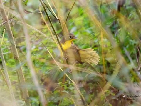 Un oiseau d'Amérique du Nord observé au Tessin