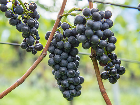 La chaleur menace le pinot noir dans le canton de Neuchâtel