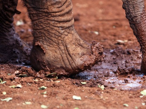 Kenya: plus de 200 éléphants morts en 9 mois à cause de la sécheresse