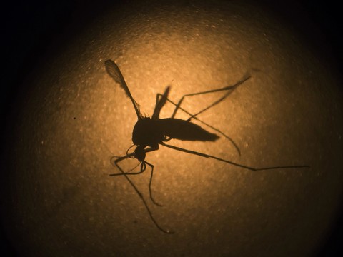 Les canicules pourraient tuer 90'000 Européens par an d'ici 2100