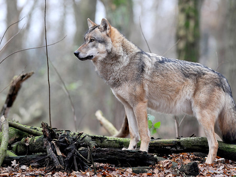 Les loups devraient pouvoir être abattus plus facilement