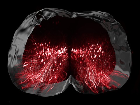EPFL/CHUV: le neurone qui permet de remarcher identifié