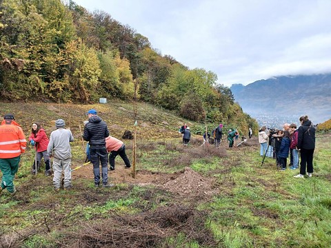 D'anciennes vignes réaménagées en verger à Sion