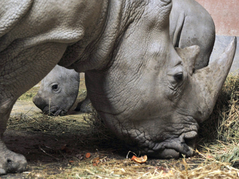 Interdiction maintenue pour le commerce des cornes de rhinocéros