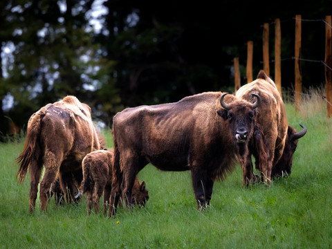 Réintroduction du bison: projet avec cinq animaux à Welschenrohr/SO