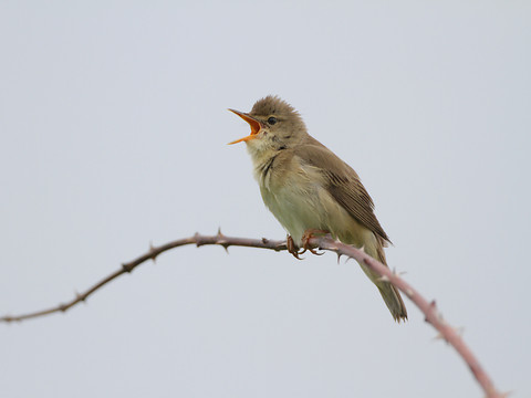 La rousserolle verderolle désignée oiseau de l'année 2023