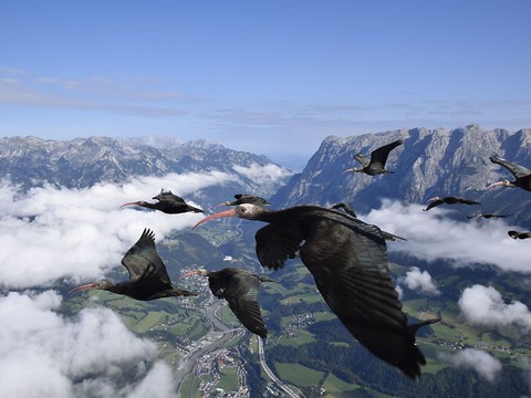 La chaleur automnale désoriente les ibis chauves