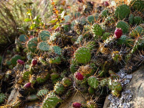 Cactus envahissants: la commune de Fully préoccupée