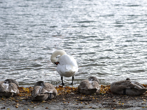 Le virus de la grippe aviaire détecté chez un cygne au Tessin