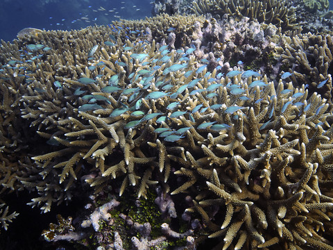 La dégradation de la Grande barrière de corail se poursuit