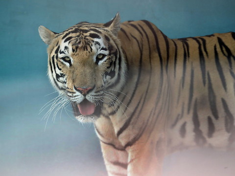 Un dresseur condamné pour maltraitances: ses tigres retirés