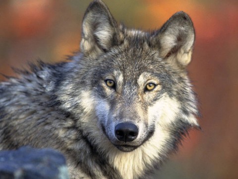 Un parasite du loup pourrait dicter le choix du chef de la meute