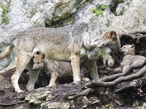 Loup: la Convention de Berne à Strasbourg refuse une demande suisse