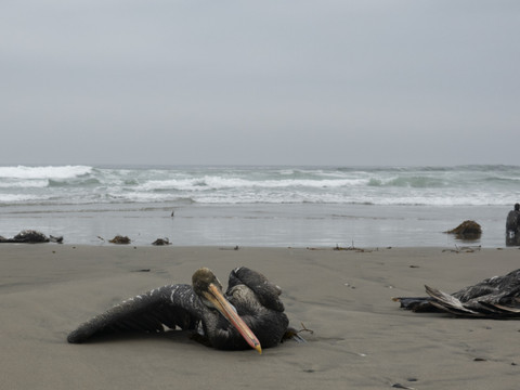 Grippe aviaire: 14'000 oiseaux marins retrouvés morts au Pérou