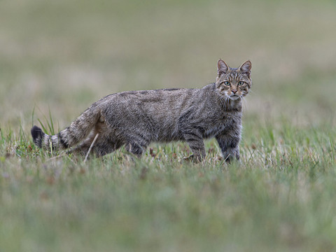 Biodiversité: la Suisse est la lanterne rouge de l'Europe