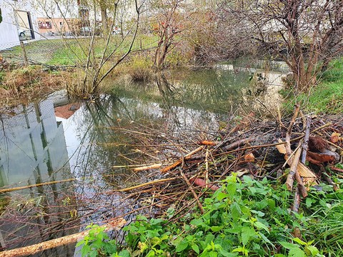 Des castors élisent domicile en ville de Bienne (BE)