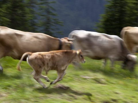 La rocambolesque fugue d'un troupeau de vaches amuse le Québec