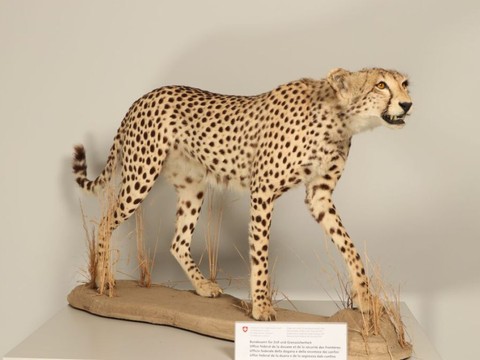 Saisie d'un guépard empaillé à la douane de St-Margrethen (SG)