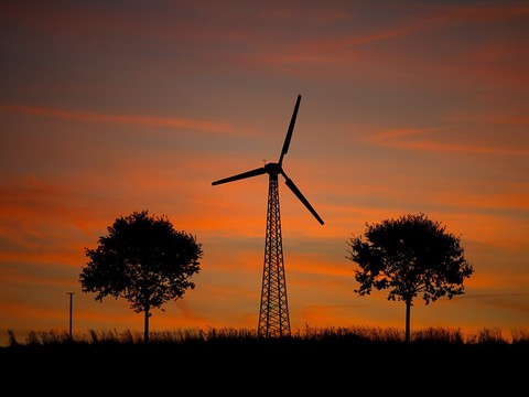 Electricité de France condamné pour la mort de faucons protégés