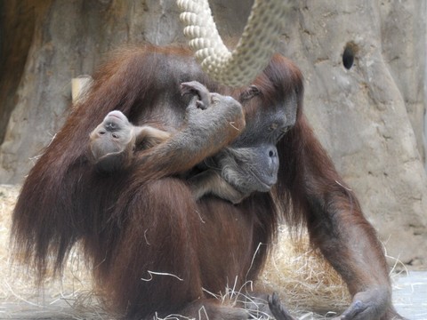 Pro Natura exige des actes contre la disparition des espèces