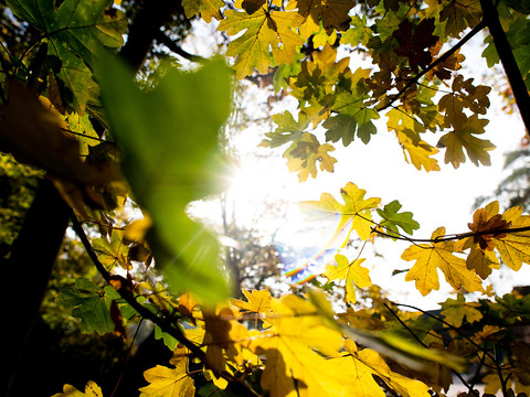 L'automne 2022, troisième plus chaud depuis le début des mesures