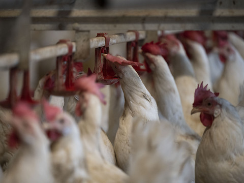 Grippe aviaire: la France fait le vide dans de nombreux élevages