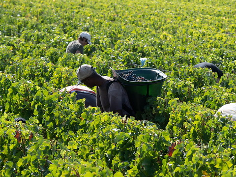 Le Bordelais, en crise, appelle à l'aide pour arracher des vignes