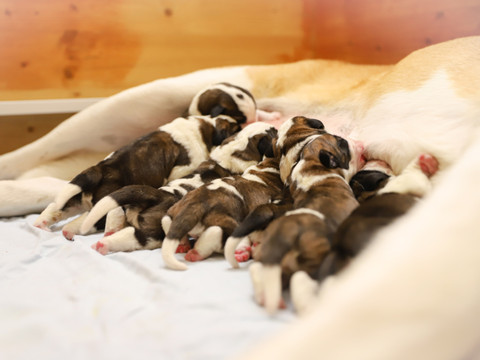Seize nouveaux chiots Saint-Bernard à Martigny (VS)