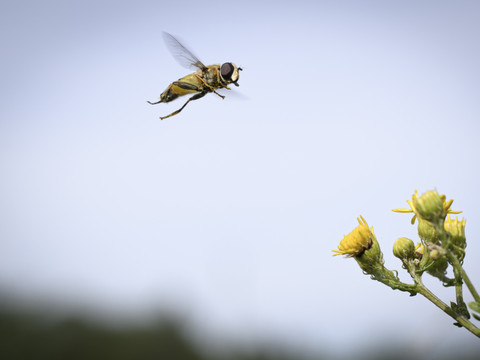 Berne soutient la destruction de la biodiversité, juge un expert