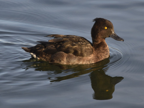 Près de 80'000 oiseaux recensés sur les lacs de Neuchâtel et Morat